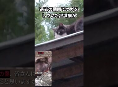 ケガをしていなくなった猫が帰ってきた！！