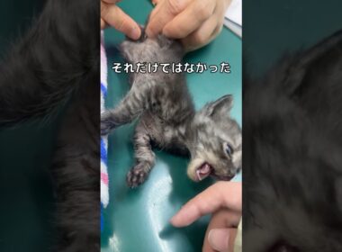 カラスに襲われた子猫、足の傷だけじゃなかった    #乳飲み子猫