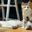 三毛猫ミックスに甘えてたシャム雫「続きして」だったが
