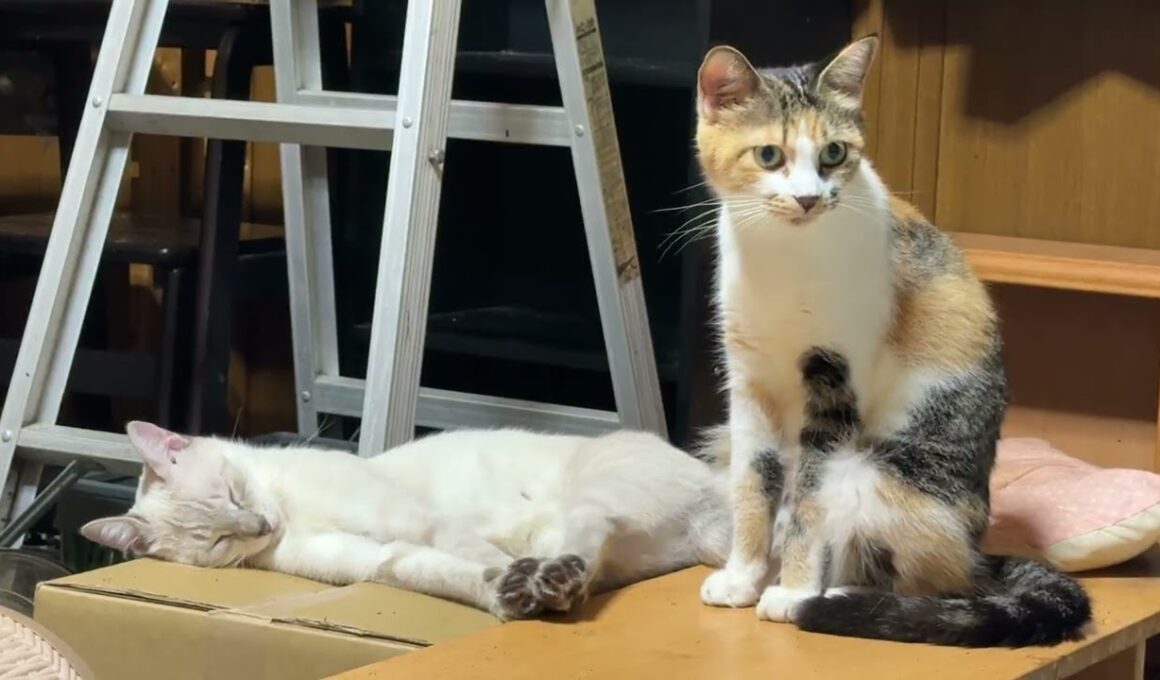 三毛猫ミックスに甘えてたシャム雫「続きして」だったが