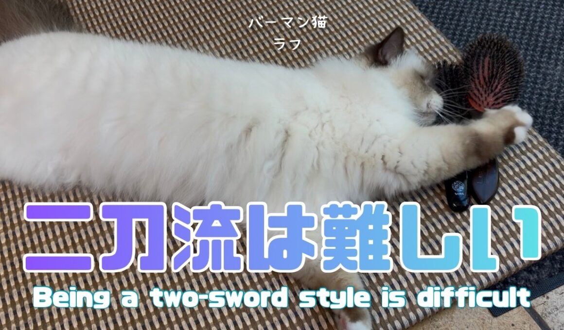 バーマン猫ラフ【二刀流は難しい】Being a two-sword style is difficult（バーマン猫）Birman/Cat