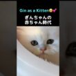 ペルシャ猫ぎんちゃん、赤ちゃんの頃はこんなお顔でした🥺🩵#ペルシャ猫 #ぎんちゃん #チンチラシルバー #猫の赤ちゃん #子猫 #猫の日常 #もふもふ