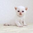 セルカークレックス子猫　Selkirk Rex　2026.9.6産まれ　　クリームポイント　巻き毛　男の子　シーダキャット猫のお店