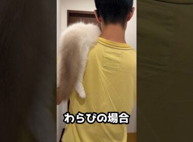 性格の差がでとる　#ラグドール #子猫 #猫のいる暮らし #ragdoll