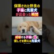 保護された野良の子猫と先輩犬が出会った瞬間。愛と優しさを教える。 #感動 #犬 #ゴールデンレトリバー #子猫 #dog #cat #shorts