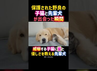 保護された野良の子猫と先輩犬が出会った瞬間。愛と優しさを教える。 #感動 #犬 #ゴールデンレトリバー #子猫 #dog #cat #shorts