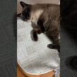 シャム猫のふくさん【たぬき猫】 #cat #しゃむねこ #猫のいる生活 暮らし #猫好きさんと繋がりたい #ねこ #cutecat #cat