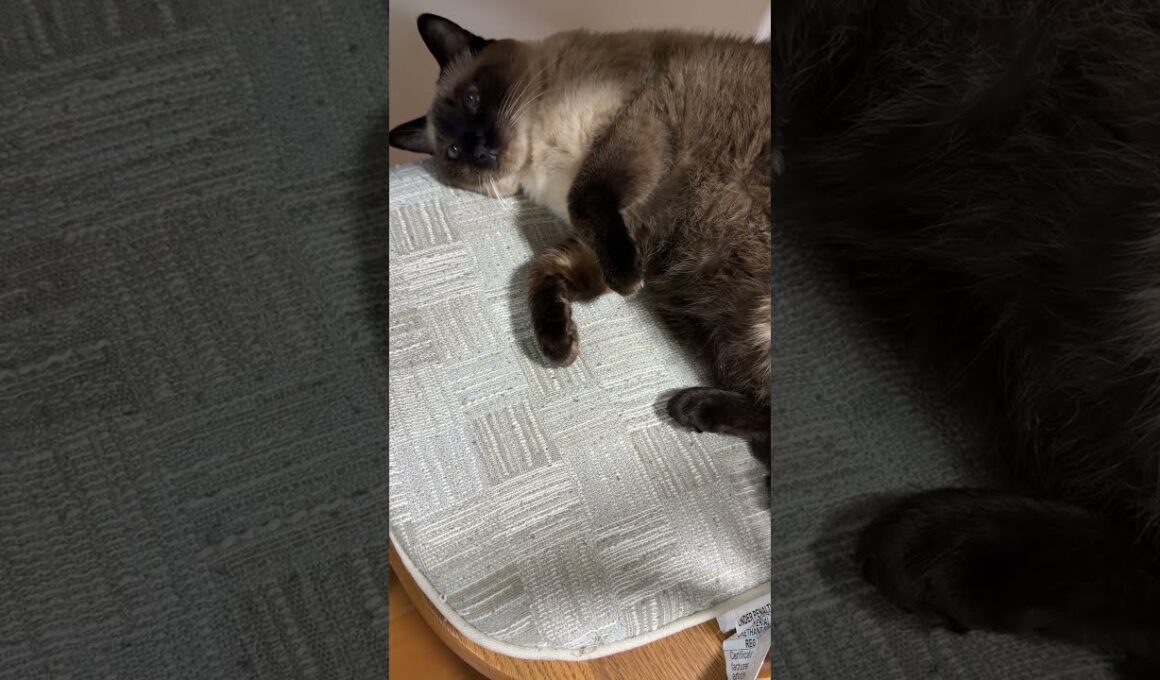 シャム猫のふくさん【たぬき猫】 #cat #しゃむねこ #猫のいる生活 暮らし #猫好きさんと繋がりたい #ねこ #cutecat #cat
