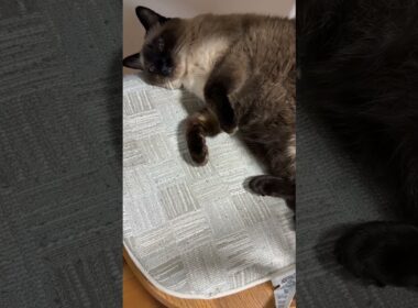 シャム猫のふくさん【たぬき猫】 #cat #しゃむねこ #猫のいる生活 暮らし #猫好きさんと繋がりたい #ねこ #cutecat #cat