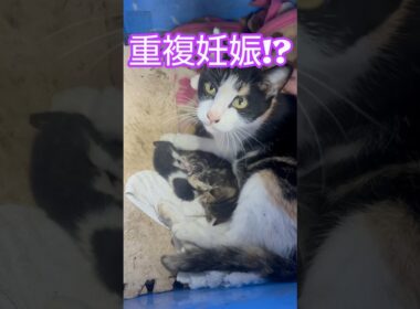 大きな子猫が増えちゃった！ #子ネコ