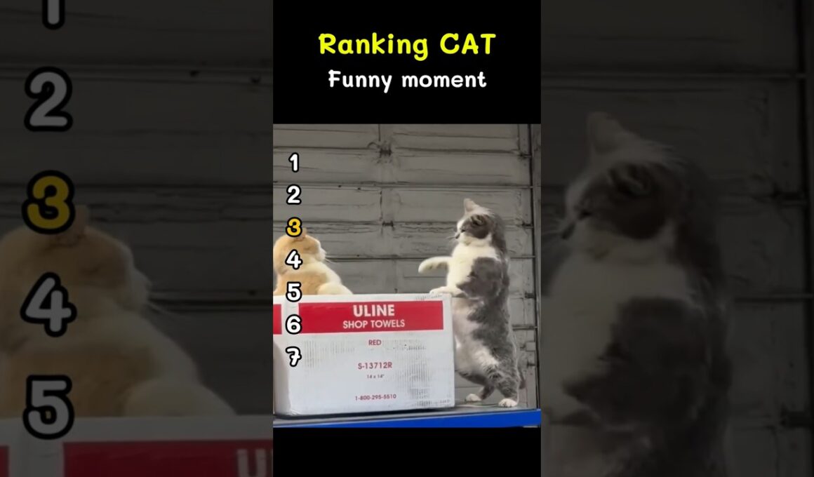 🐱Ranking Funniest Cat Moments Ever!