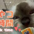 バーマン猫ラフ【おやつの時間】Snack time（バーマン猫）Birman/Cat