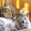 プレスリリース：日常のキャットフード購入が保護猫の支援に。「Dr.IDEA」猫のしあわせ応援キャンペーンで52万9,170円を日本動物愛護協会へ寄付（PR TIMES） | 毎日新聞