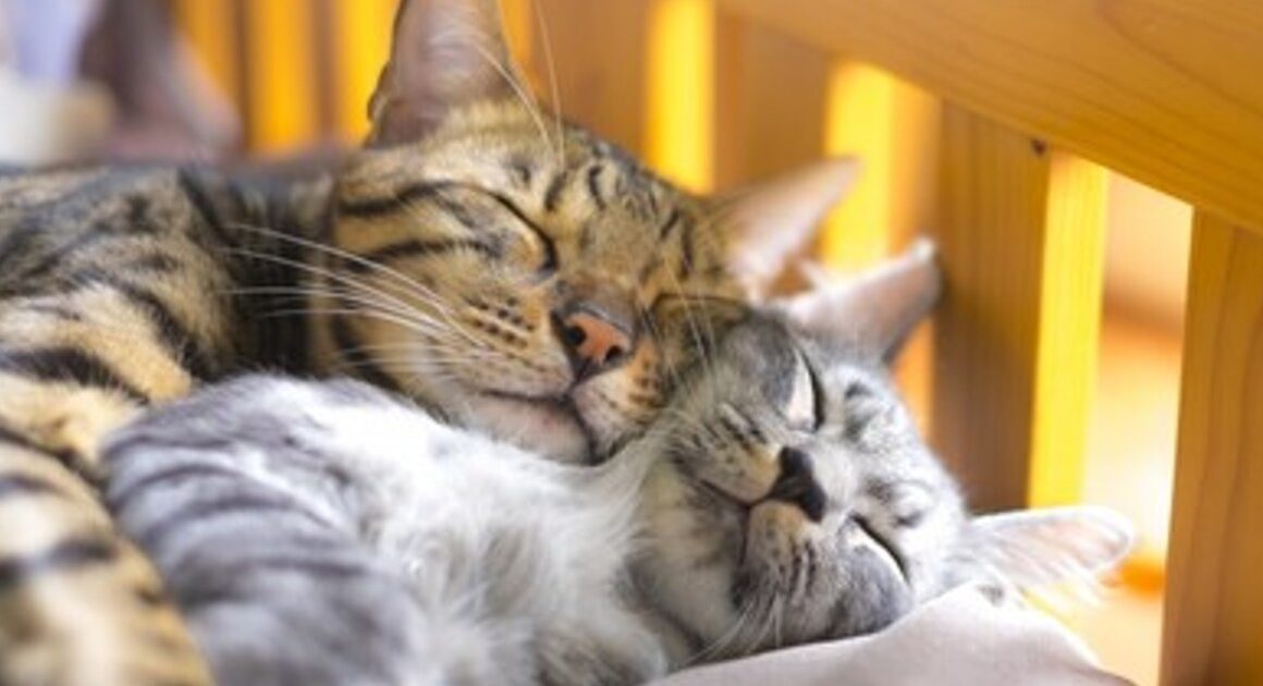 プレスリリース：日常のキャットフード購入が保護猫の支援に。「Dr.IDEA」猫のしあわせ応援キャンペーンで52万9,170円を日本動物愛護協会へ寄付（PR TIMES） | 毎日新聞