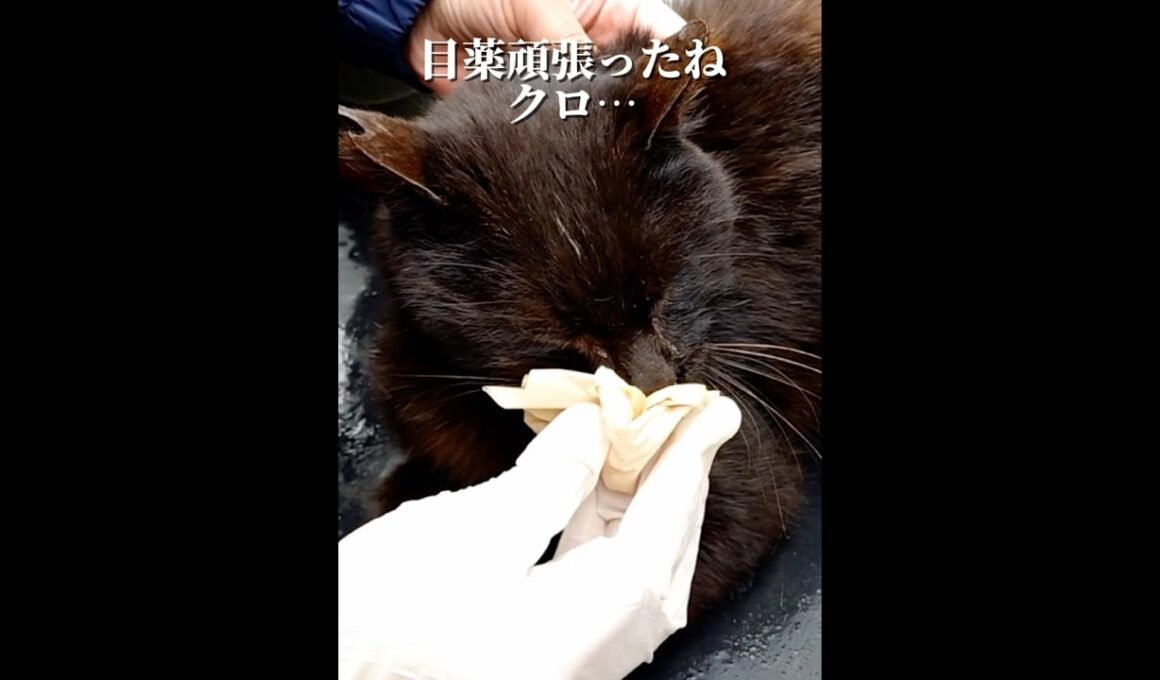 目薬頑張ったクロが🌈の橋を渡りましたと連絡が、悲しい。 #猫 #地域猫