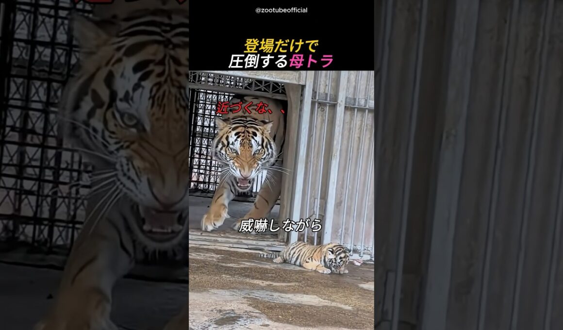 登場だけで圧倒する母トラ