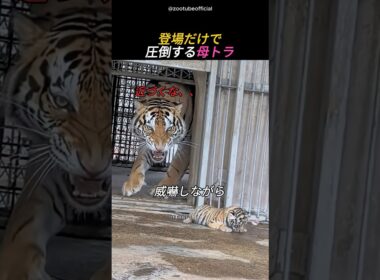 登場だけで圧倒する母トラ