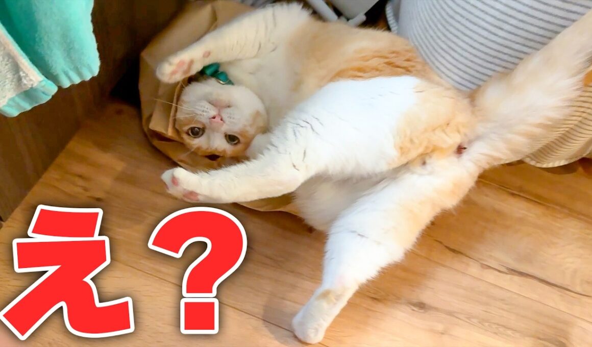興奮しすぎてぶっ倒れる猫