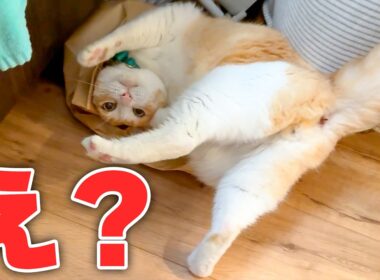 興奮しすぎてぶっ倒れる猫