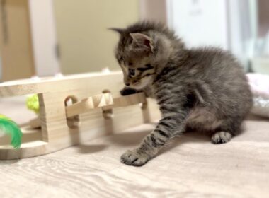 生後28日 新しいおもちゃに興味津々の子猫たち＆きんくんと最後のお別れ【かのこ日記】　Kittens curious about a new toy