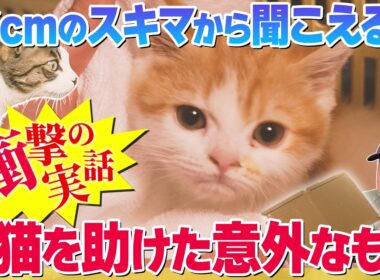 【実話】壁の中に閉じ込められた2匹の子猫…植木職人たちが編み出した“まさかの救出作戦”！