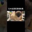 シャム猫と暮らすとこんな感じ