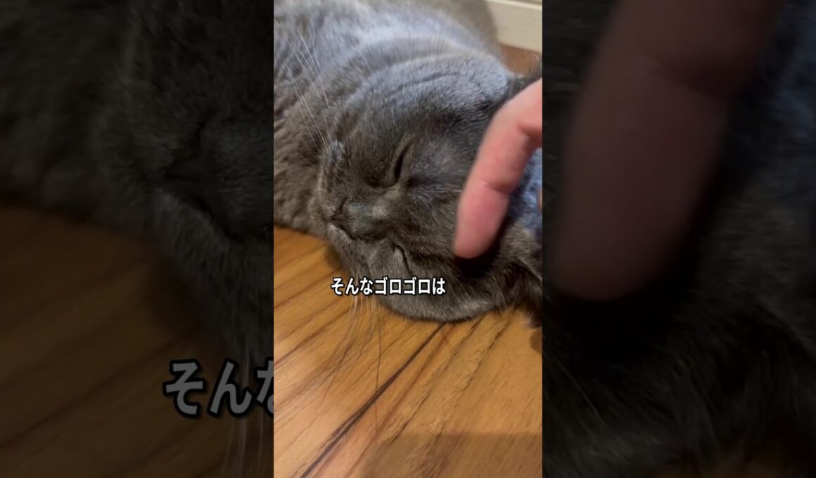 猫のゴロゴロ＝ご機嫌？音と一緒に見たいサイン