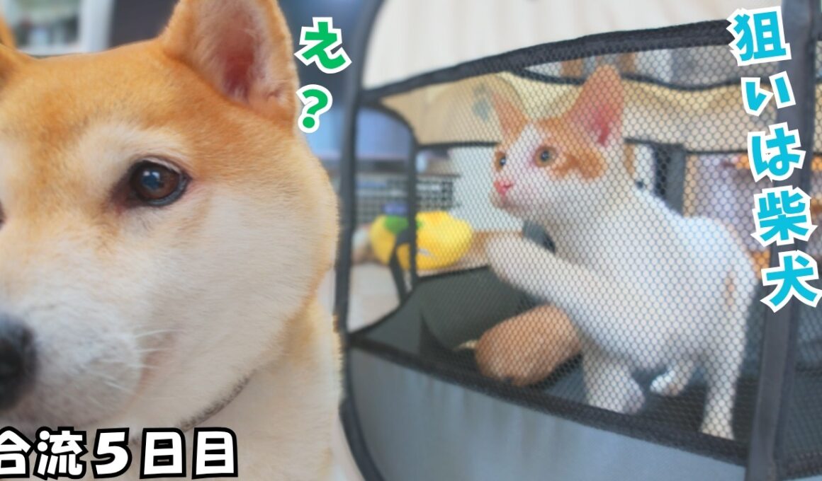 【合流５日目】リビングに慣れてきた保護子猫がサークルごと柴犬に突進してきました