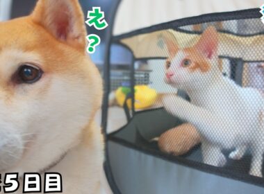 【合流５日目】リビングに慣れてきた保護子猫がサークルごと柴犬に突進してきました