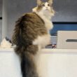 5歳の弟が母と描いた「愛猫」の絵。毛流れまで再現されたハイセンスな仕上がりに圧倒される！ 投稿主に編集部がインタビュー！ 「猫の飼育費用事情」についても解説 | LIMO