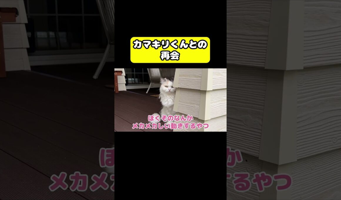 カマキリくんとの再会　#猫 #おもしろ #アテレコ #ニャンチューバーつくし