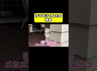 カマキリくんとの再会　#猫 #おもしろ #アテレコ #ニャンチューバーつくし