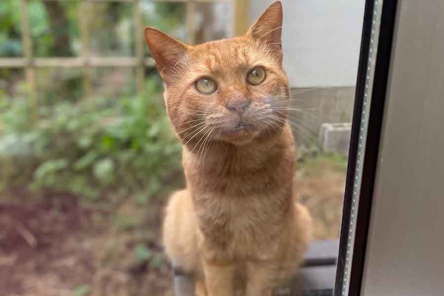 中庭に現れ、窓越しに先住ねこのカンくんへ猛烈アピールしていたトラちゃん【写真提供：khan&key（ushiko_torao）さん】