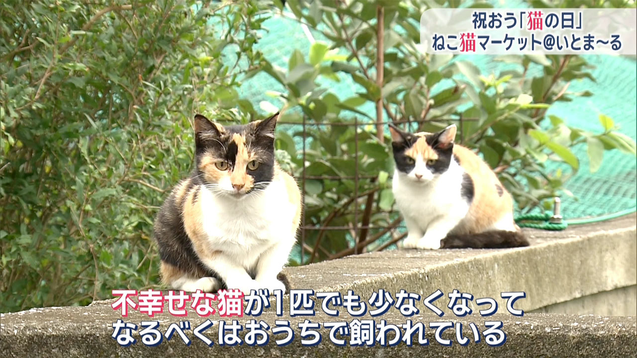 祝おう猫の日「ねこ猫マーケットin糸満」