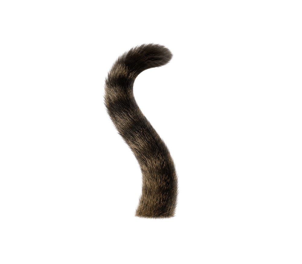 shutterstock_2781911113.jpg