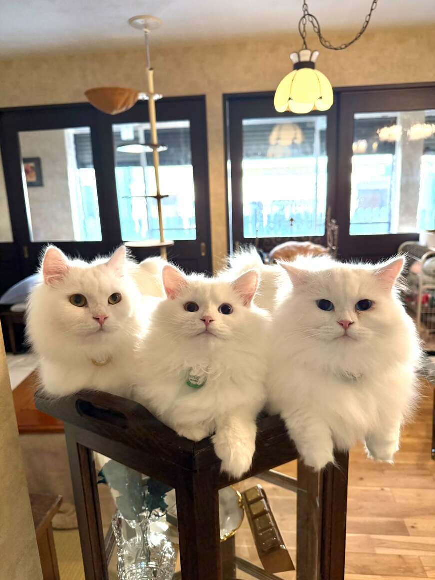 お茶を準備する「飼い主を見つめる白猫」　絵本の世界のような3匹の格好にホッコリ