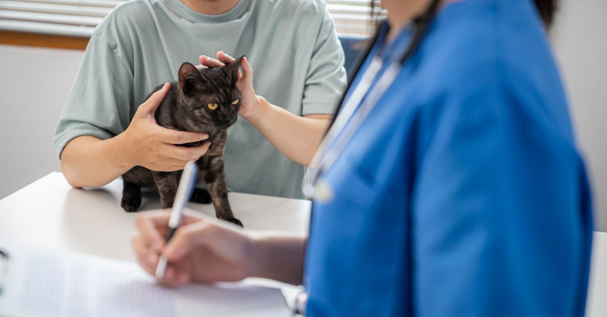 獣医師・動物看護師の平均年収はいくら?国家資格化で注目の「給与とリアルな待遇」
