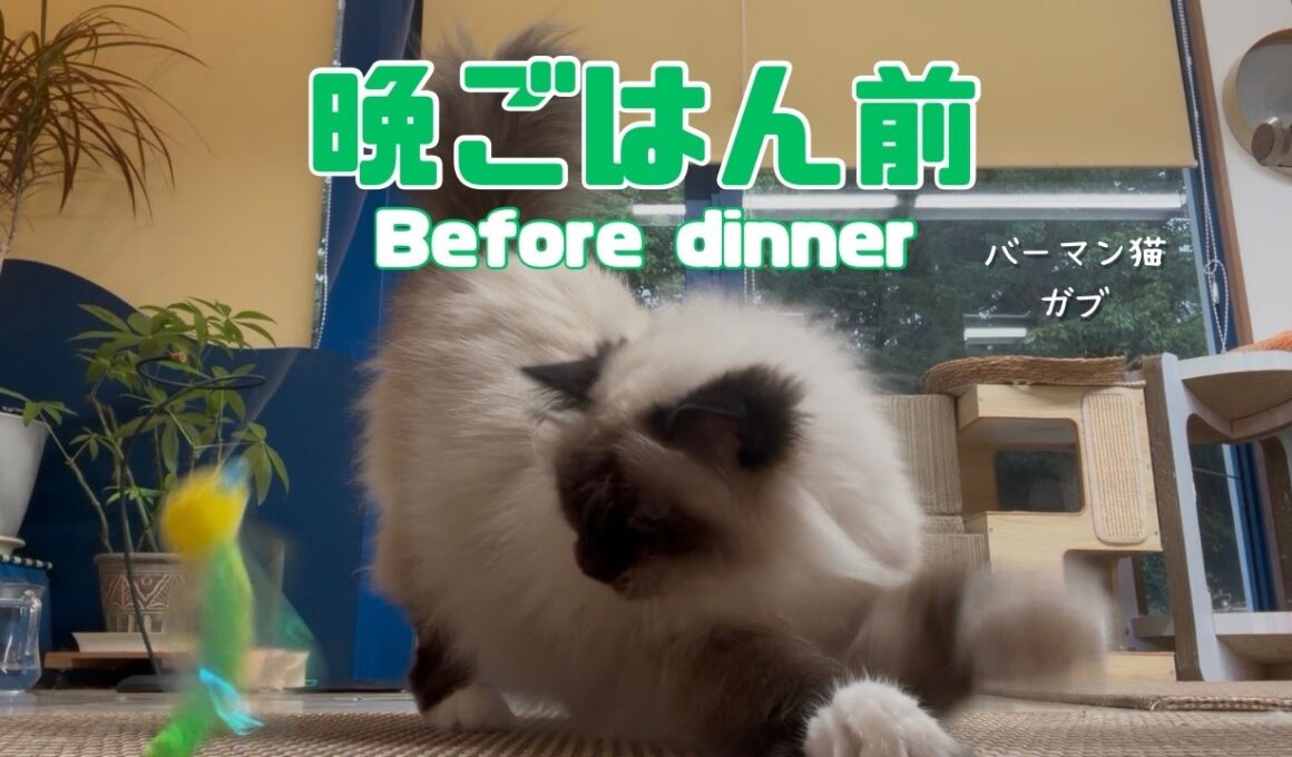 バーマン猫ウリとラフとガブ【晩ごはん前】Before dinner（バーマン猫）Birman/Cat