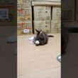 お転婆メインクーン子猫アンちゃん