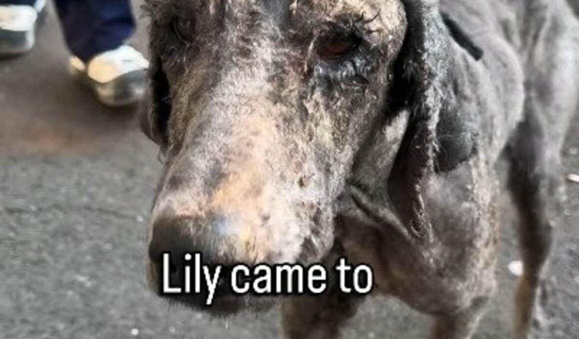「飼い主から虐待を受けていた犬」1歳なのに見た目はまるで老犬…保護されて心身ともに回復に向かう姿に喜びの声 LIMO編集部が感動の投稿をピックアップ！犬・猫の平均入手価格についても紹介 | LIMO | くらしとお金の経済メディア
