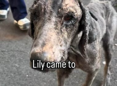「飼い主から虐待を受けていた犬」1歳なのに見た目はまるで老犬…保護されて心身ともに回復に向かう姿に喜びの声 LIMO編集部が感動の投稿をピックアップ！犬・猫の平均入手価格についても紹介 | LIMO | くらしとお金の経済メディア
