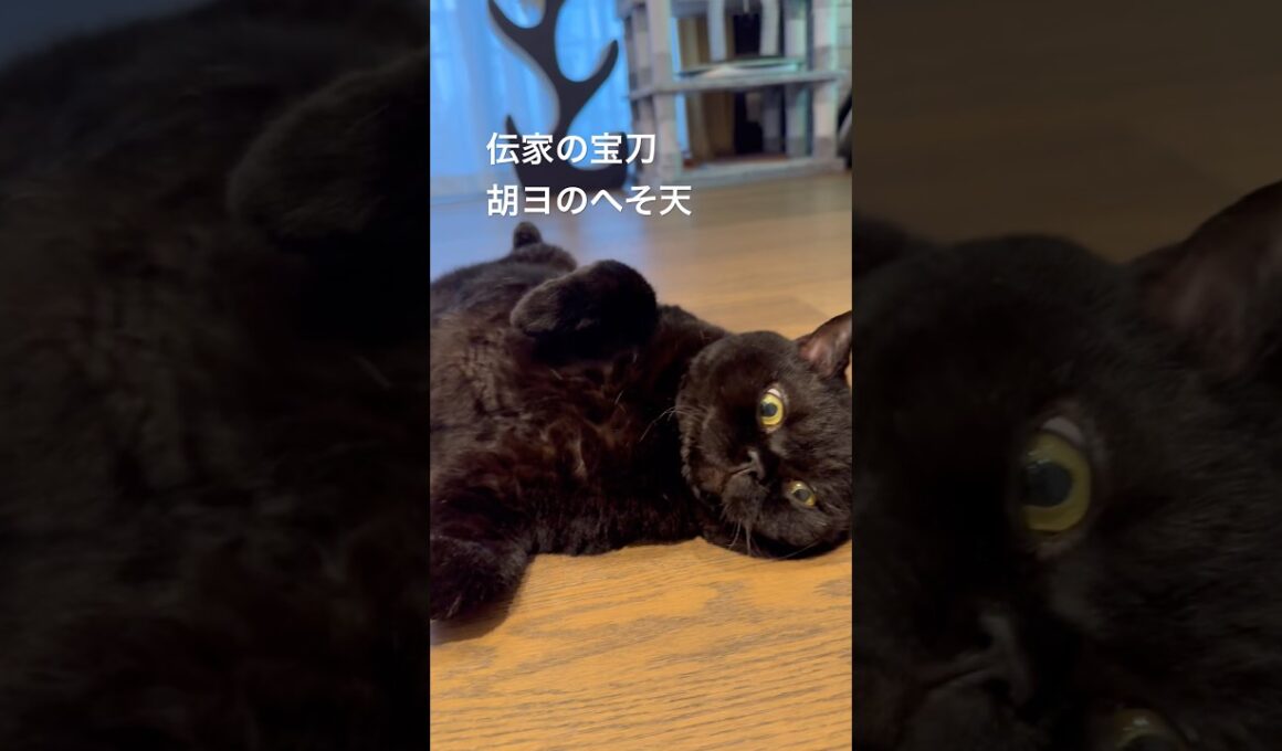 耳たぶがぁあふぉーゆぅ #cat #猫のいる暮らし #セルカークレックス #ブリティッシュショートヘア