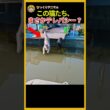 【衝撃】動きが完全に一致する猫 #猫のシンクロ #猫の真似 #shorts