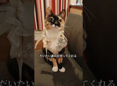 港区女子(仮)ぽっぽちゃんのご紹介🐾　#shorts #猫 #cat #三毛猫 #ねこ #猫のいる暮らし