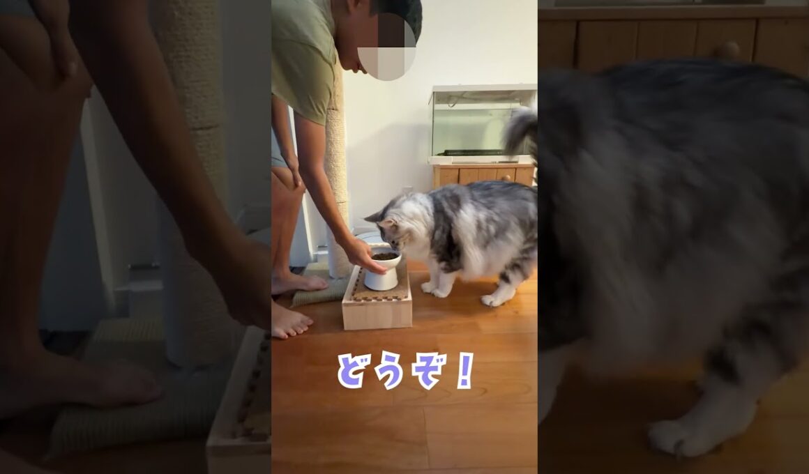 おしゃべりしながらご飯の準備を待つ大型猫#shorts