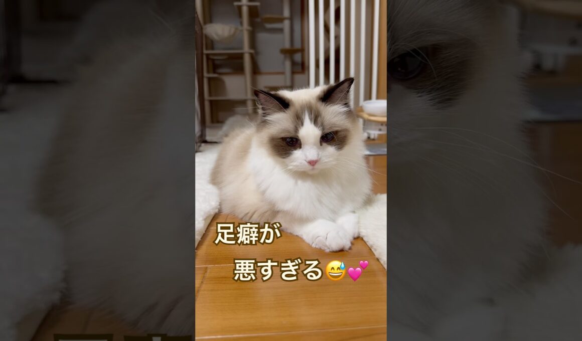 足癖が悪すぎる猫😂💕 #ラグドール #cat #猫好きさんと繋がりたい #ねこのいる生活 #ねこ動画 #多頭飼い