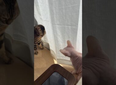 またベンガル兄姉にいじめられてる猫アレクサンドラ【スフィンクス】