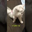 術後服の猫 #shorts #ペルシャ  #cat