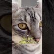 猫は耳だけじゃなく嗅覚もいいのだ😼【ずんだもん猫・四国めたん猫】