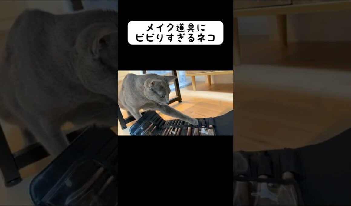 初めてみる化粧道具が怖いみたい？ #猫 #ねこ #cat